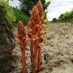 Orobanche flava 花