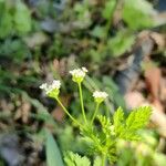 Chaerophyllum tainturieri Цвят