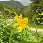 Hemerocallis minor Цветок