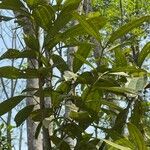 Cinnamomum tamala List