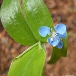 Commelina cyanea Flor