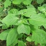 Solanum americanum Blad