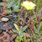 Pilosella galliciana Leaf