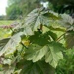 Acer glabrum Foglia