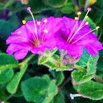 Mirabilis laevis