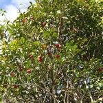 Syzygium vieillardii অভ্যাস