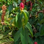 Costus woodsonii Цветок