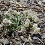 Gomphrena caespitosa موطن