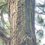 Pinus heldreichii Casca