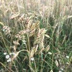 Bromus secalinus Frucht