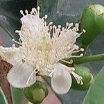 Psidium cattleyanum Λουλούδι