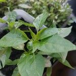 Capsicum frutescens Blad