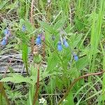 Mertensia paniculata Flower