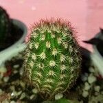 Echinocereus viridiflorus പുറംതൊലി