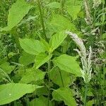 Helianthus giganteus ഇല