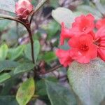 Rhododendron apoanum Flower