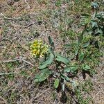 Senecio aronicoides Habitus