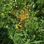 Camelina sativa Flower