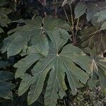 Tetrapanax papyrifer 叶