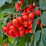 Sorbus aucuparia Ovoce