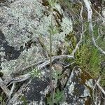 Delphinium nuttallianum 葉