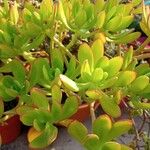 Sedum praealtum List