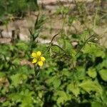 Geum macrophyllumBlodyn