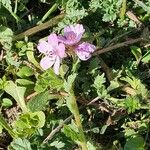 Erodium acaule Hoja