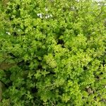 Clinopodium nepeta عادت داشتن