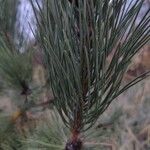Pinus jeffreyi पत्ता