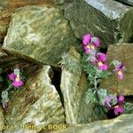 Viola diversifolia موطن