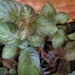 Episcia lilacina Hoja