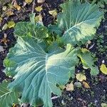 Brassica oleracea Лист