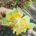 Liriodendron tulipifera Blomma