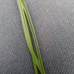Scleria melanomphala पत्ता