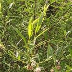 Salix rosmarinifolia Kvet