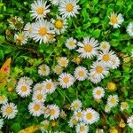 Bellis annua Flower