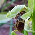 Ophrys umbilicata Blüte