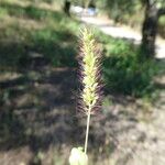 Setaria viridis 花