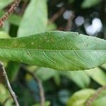 Acalypha integrifolia 葉