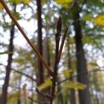 Acer sterculiaceum Кора