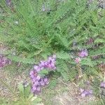 Oxytropis jacquinii Květ