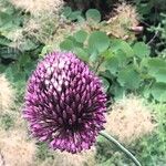Allium sphaerocephalum Cvet