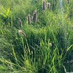 Phleum alpinum Агульны выгляд