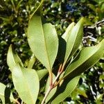 Syzygium pterocalyx 葉