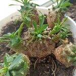 Euphorbia nivulia Hoja