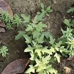 Chenopodium ficifolium Lehti