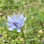 Cichorium intybus花