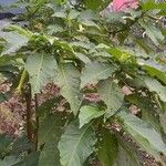 Brugmansia × candida Elinympäristö