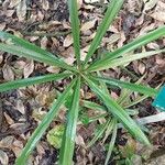 Cordyline stricta Frunză